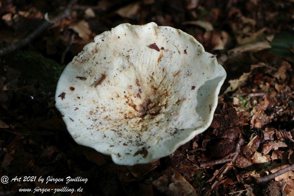 Philosophische Bildwanderung Klösterle Schleife - Burgbach Wasserfall - Bad Rippoldsau - Schwarzwald