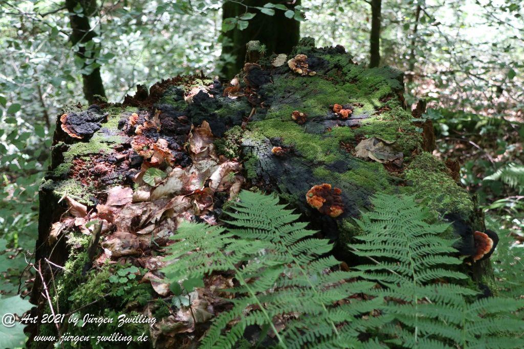 Philosophische Bildwanderung Klösterle Schleife - Burgbach Wasserfall - Bad Rippoldsau - Schwarzwald