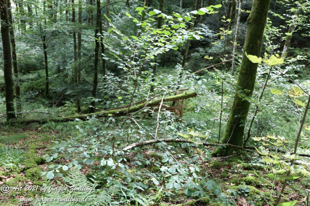 Philosophische Bildwanderung  Klösterle Schleife - Burgbach Wasserfall - Bad Rippoldsau - Schwarzwald