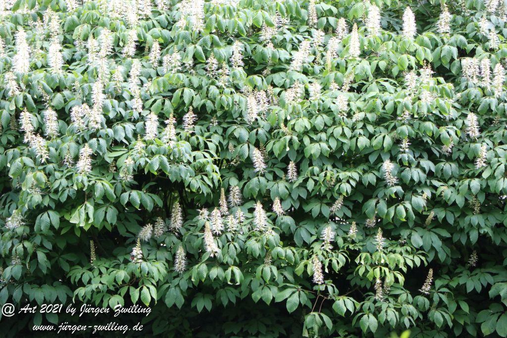 Philosophische Bildwanderung Klösterle Schleife - Burgbach Wasserfall - Bad Rippoldsau - Schwarzwald