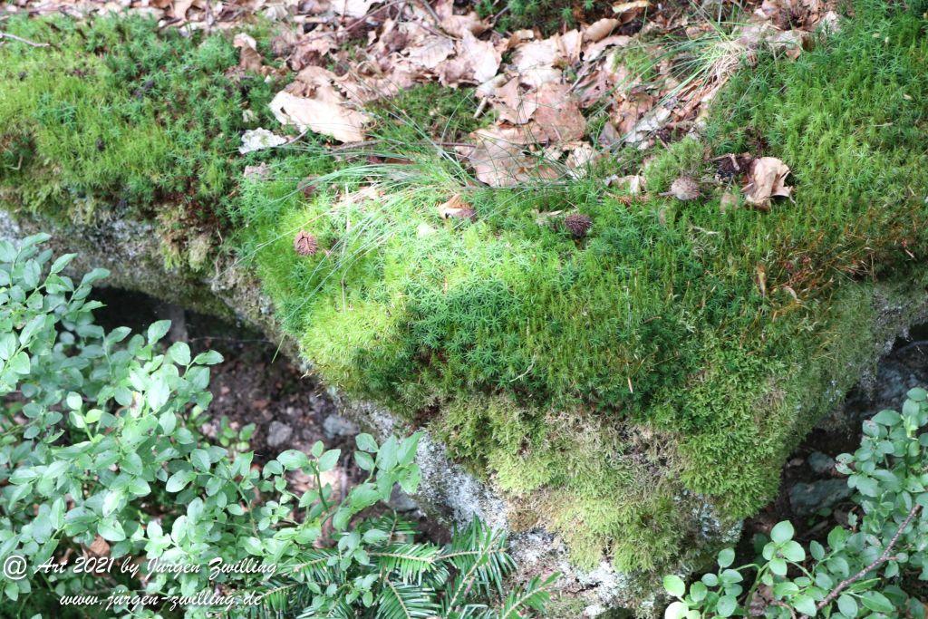 Philosophische Bildwanderung Klösterle Schleife - Burgbach Wasserfall - Bad Rippoldsau - Schwarzwald
