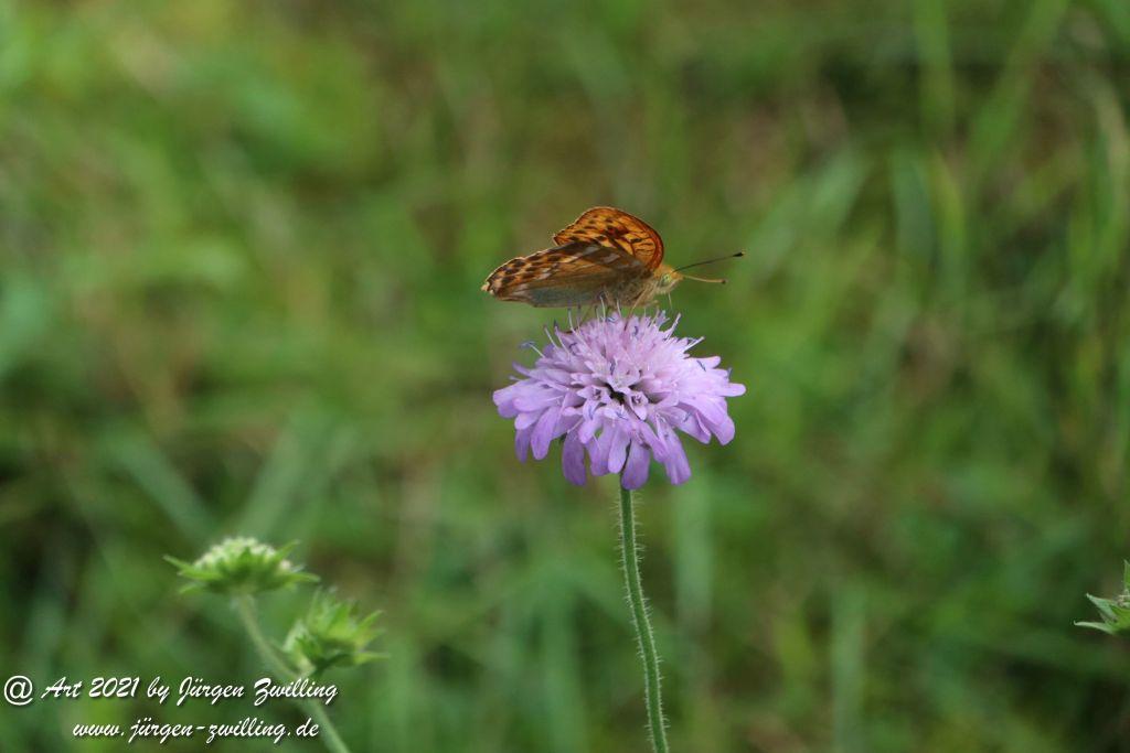 Philosophische Bildwanderung Klösterle Schleife - Burgbach Wasserfall - Bad Rippoldsau - Schwarzwald