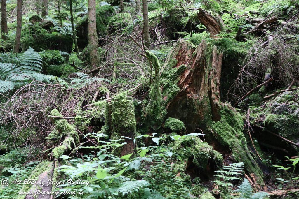 Philosophische Bildwanderung Klösterle Schleife - Burgbach Wasserfall - Bad Rippoldsau - Schwarzwald