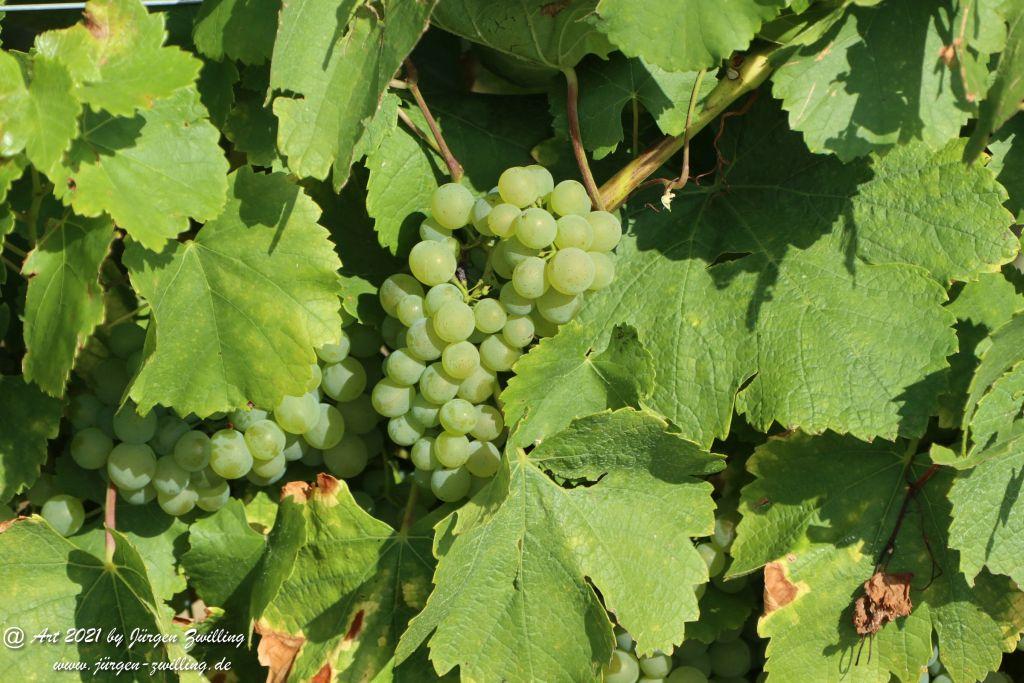 September -Weinberg - Hackenheim - Rheinhessen