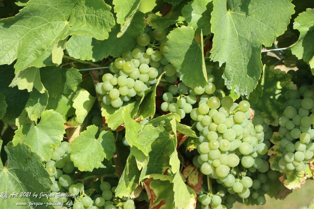 September -Weinberg - Hackenheim - Rheinhessen