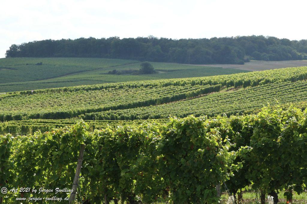 September -Weinberg - Hackenheim - Rheinhessen