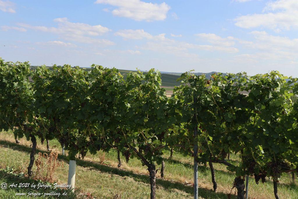 September -Weinberg - Hackenheim - Rheinhessen