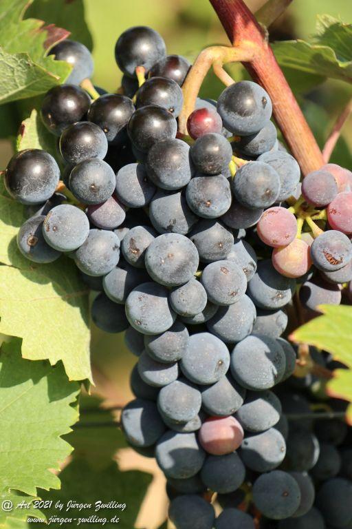 September -Weinberg - Hackenheim - Rheinhessen