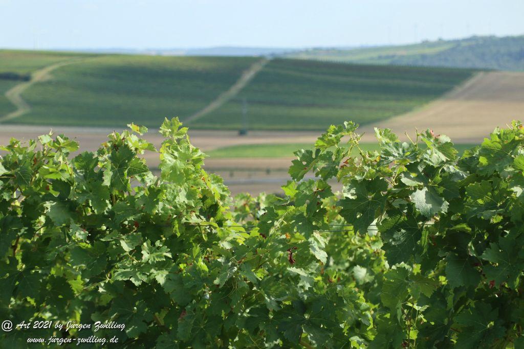 September -Weinberg - Hackenheim - Rheinhessen