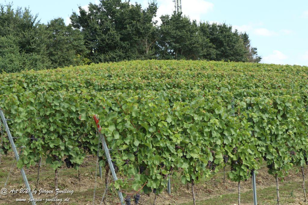 September -Weinberg - Hackenheim - Rheinhessen