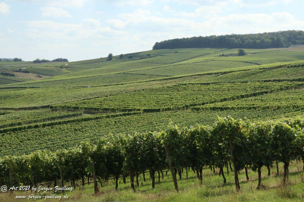 September -Weinberg - Hackenheim - Rheinhessen
