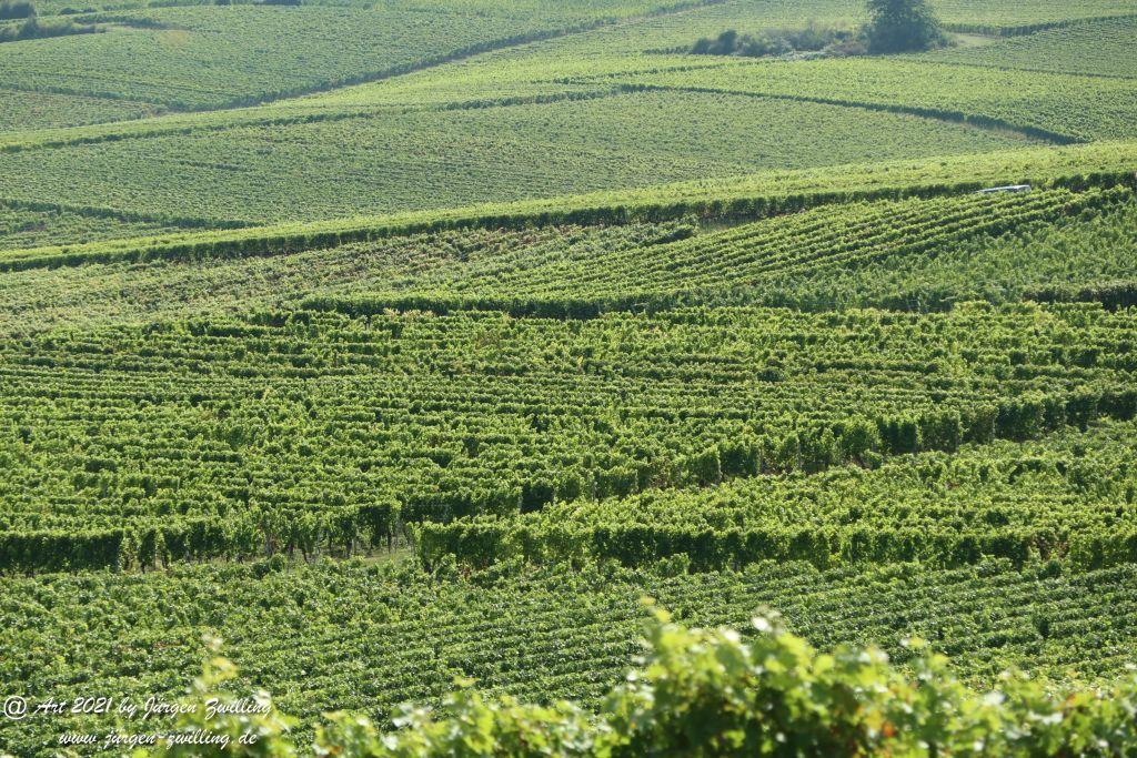 September -Weinberg - Hackenheim - Rheinhessen