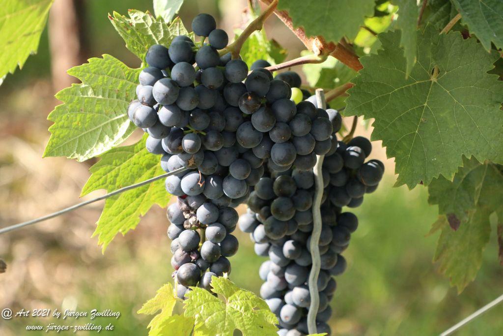 September -Weinberg - Hackenheim - Rheinhessen