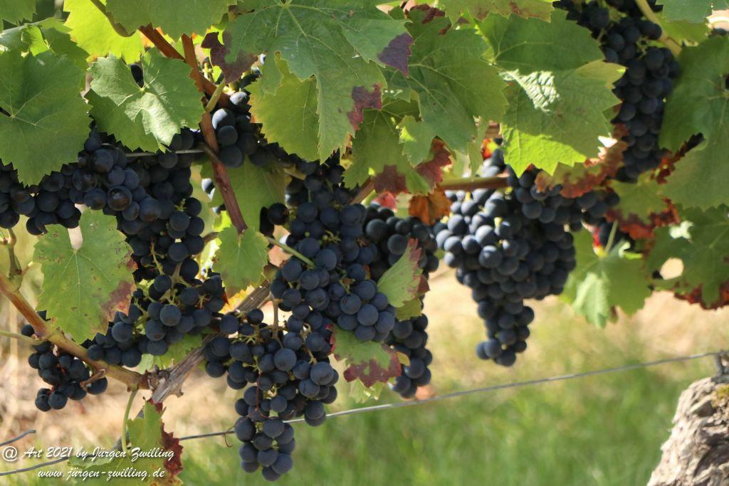 September -Weinberg - Hackenheim - Rheinhessen