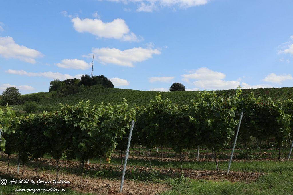 September -Weinberg - Hackenheim - Rheinhessen