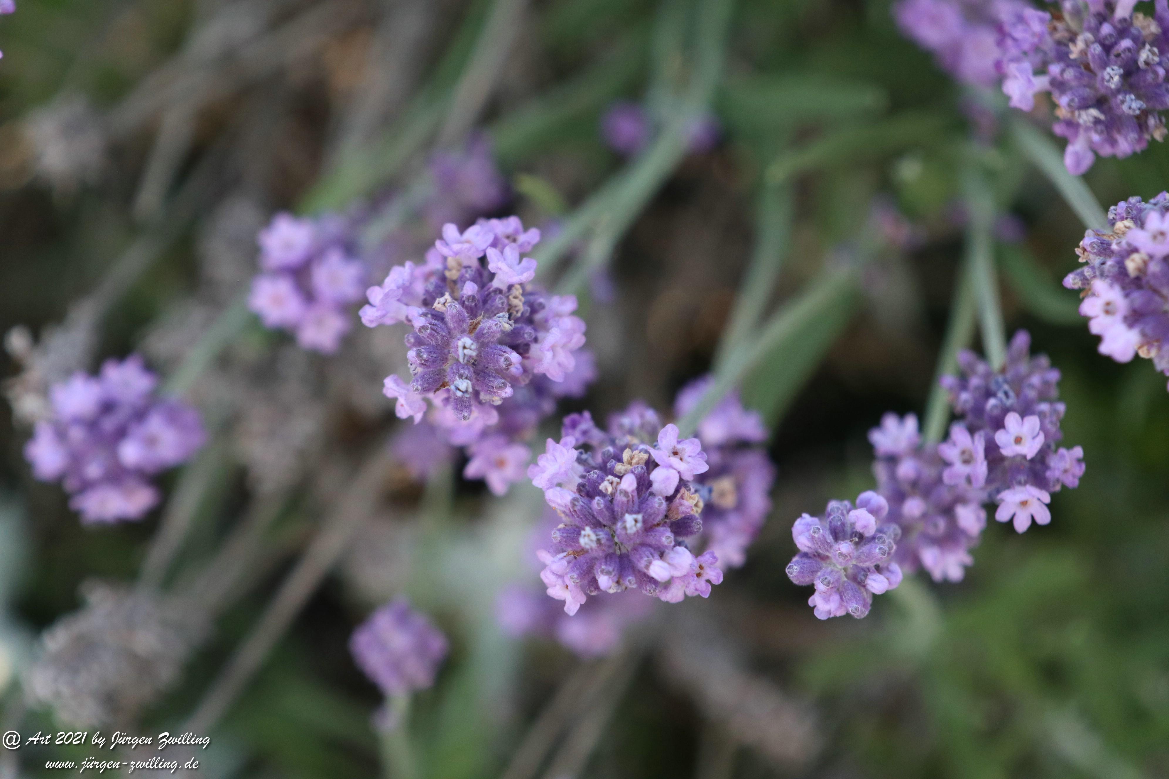 Lavendel 8