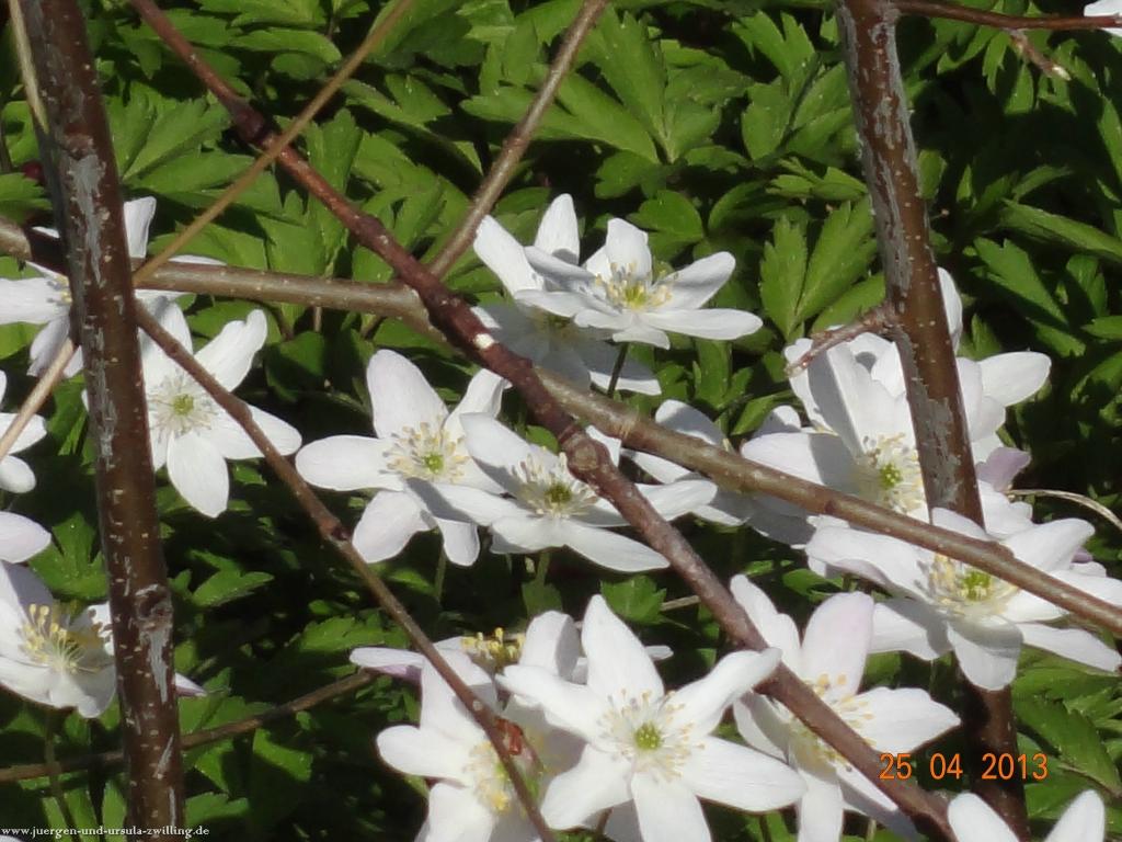 Philosophische Bildwanderung Traufgang-Felsenmeersteig
