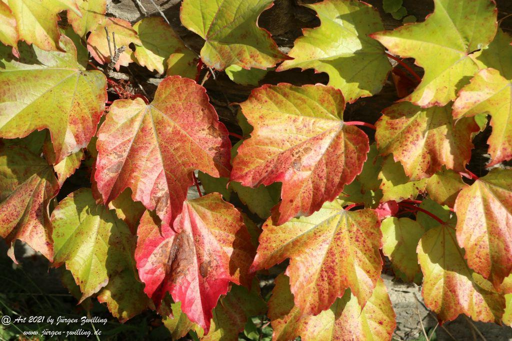 Philosophische Bildwanderung St. Oswald - Schleife - Rhein - Burgen - Weg - Manubach - Hunsrück