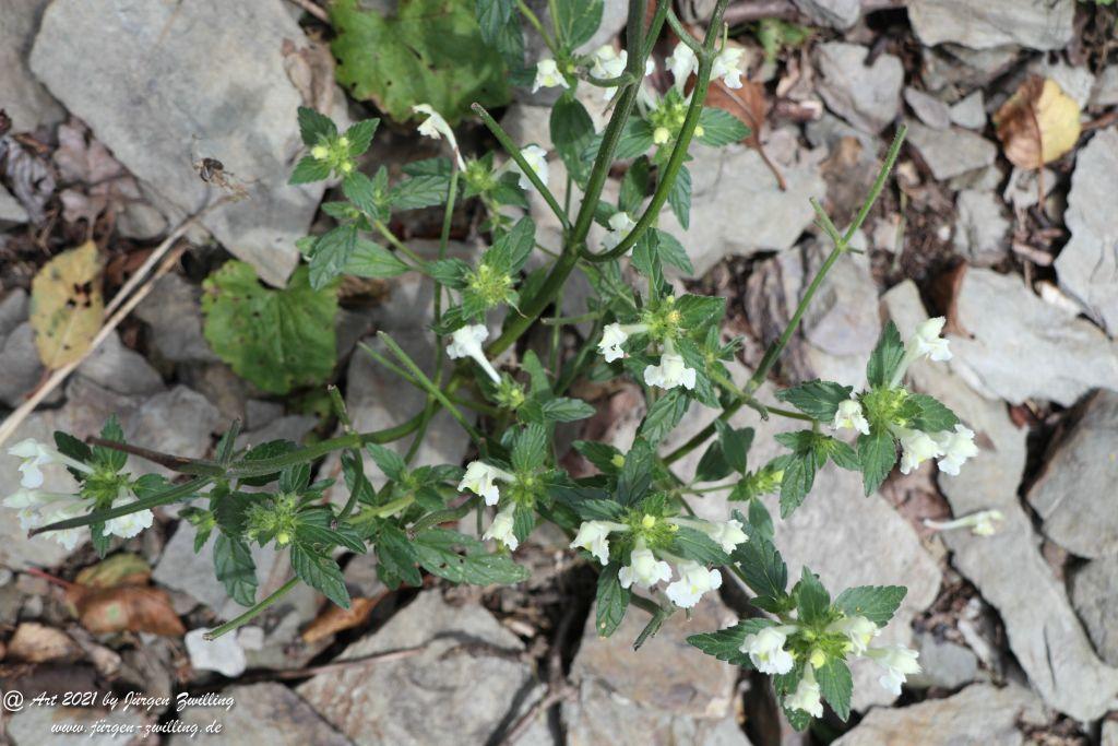 Philosophische Bildwanderung St. Oswald - Schleife - Rhein - Burgen - Weg - Manubach - Hunsrück