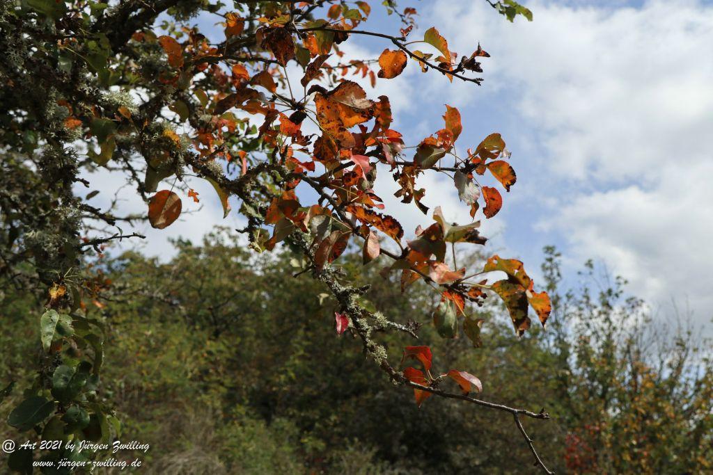 Philosophische Bildwanderung St. Oswald - Schleife - Rhein - Burgen - Weg - Manubach - Hunsrück