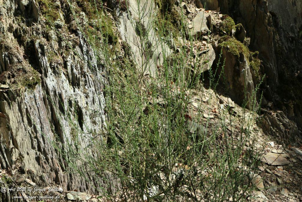 Philosophische Bildwanderung St. Oswald - Schleife - Rhein - Burgen - Weg - Manubach - Hunsrück