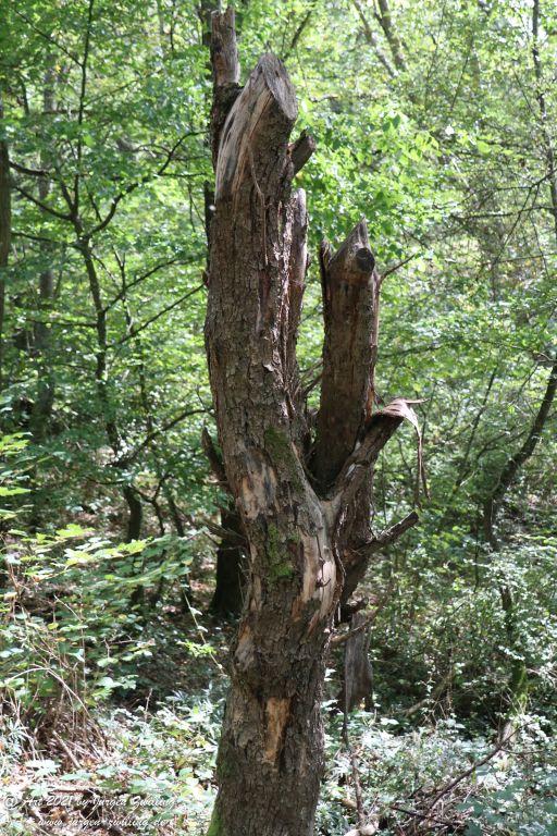 Philosophische Bildwanderung St. Oswald - Schleife - Rhein - Burgen - Weg - Manubach - Hunsrück