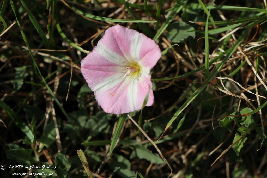 Philosophische Bildwanderung St. Oswald - Schleife - Rhein - Burgen - Weg - Manubach - Hunsrück