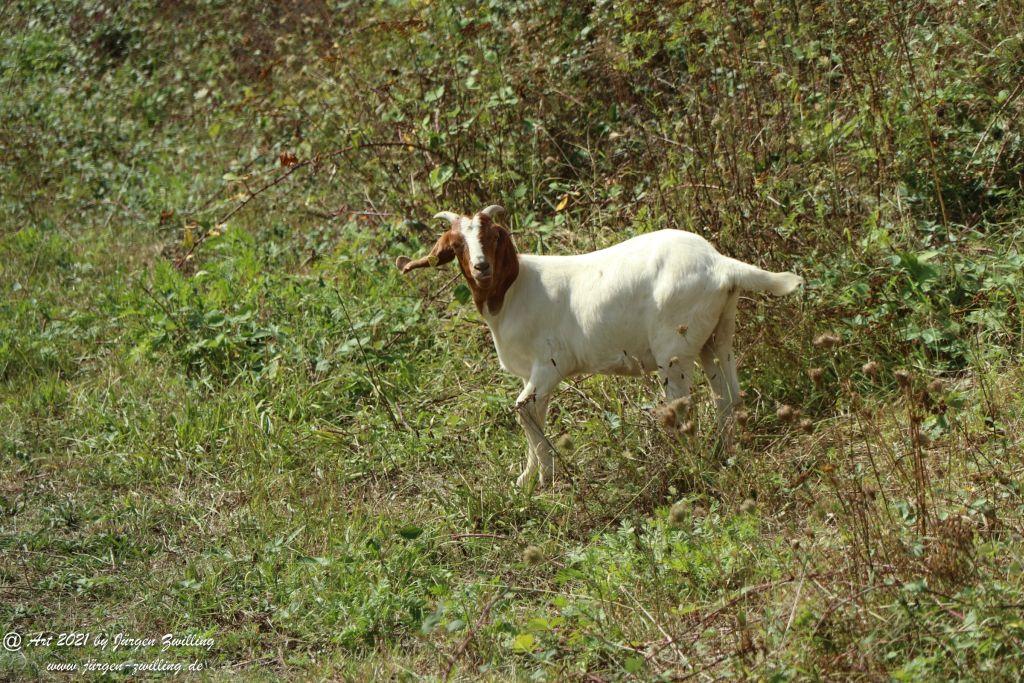 Philosophische Bildwanderung St. Oswald - Schleife - Rhein - Burgen - Weg - Manubach - Hunsrück