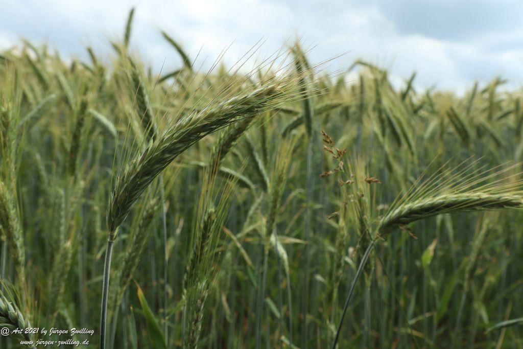 Getreide - Hochstetten Dhaun - Rheinhessen