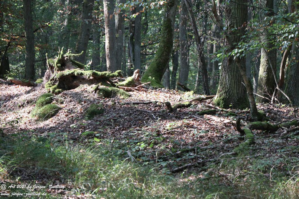 Philosophische Bildwanderung Vitaltour Um die Wüstung - Bockenauer Schweiz - Soonwald - Nahe