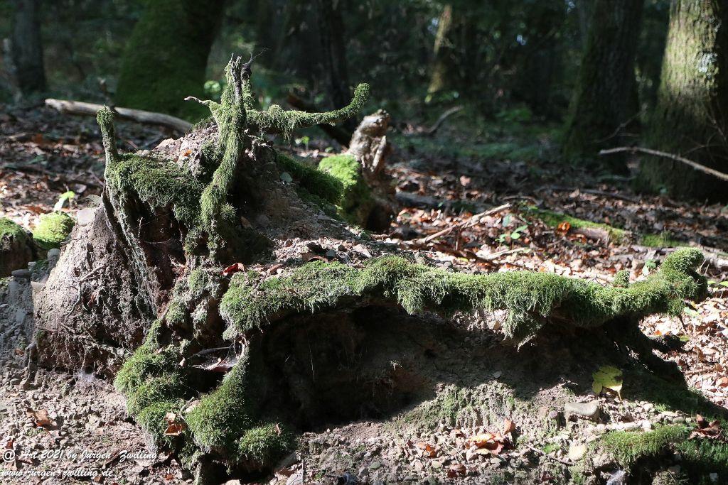Philosophische Bildwanderung Vitaltour Um die Wüstung - Bockenauer Schweiz - Soonwald - Nahe