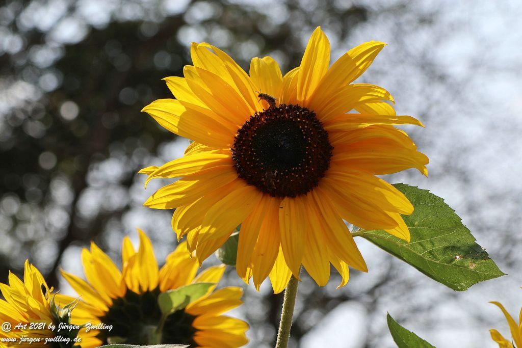 Philosophische Bildwanderung Vitaltour Um die Wüstung - Bockenauer Schweiz - Soonwald - Nahe