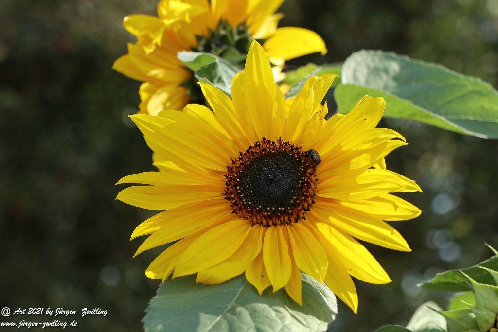 Philosophische Bildwanderung Vitaltour Um die Wüstung - Bockenauer Schweiz - Soonwald - Nahe