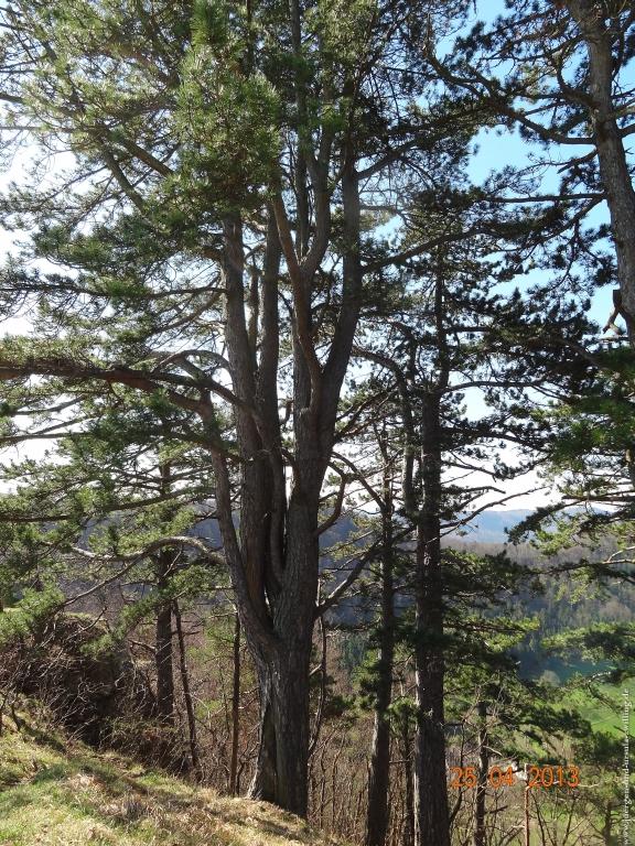 Philosophische Bildwanderung Traufgang-Felsenmeersteig