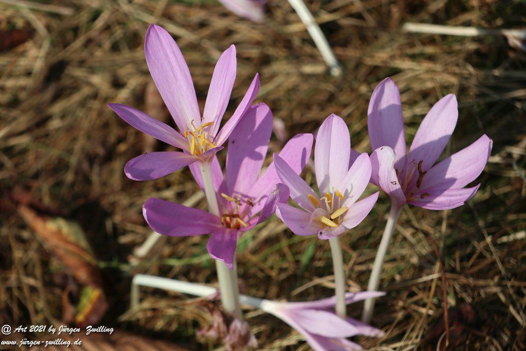 Philosophische Bildwanderung Vitaltour Um die Wüstung - Bockenauer Schweiz - Soonwald - Nahe