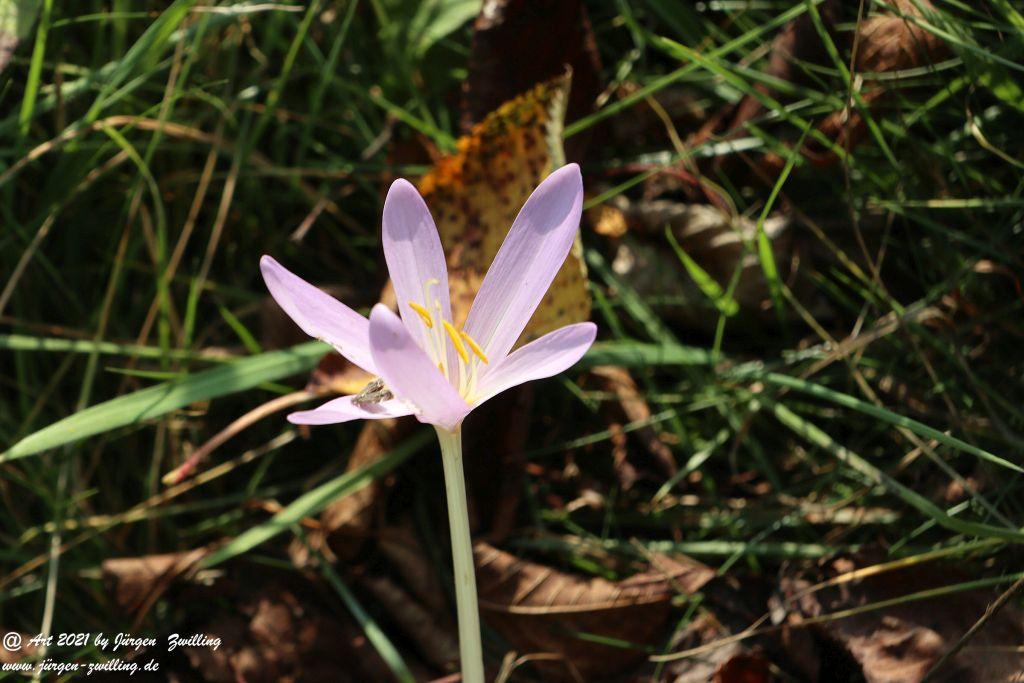 Philosophische Bildwanderung Vitaltour Um die Wüstung - Bockenauer Schweiz - Soonwald - Nahe