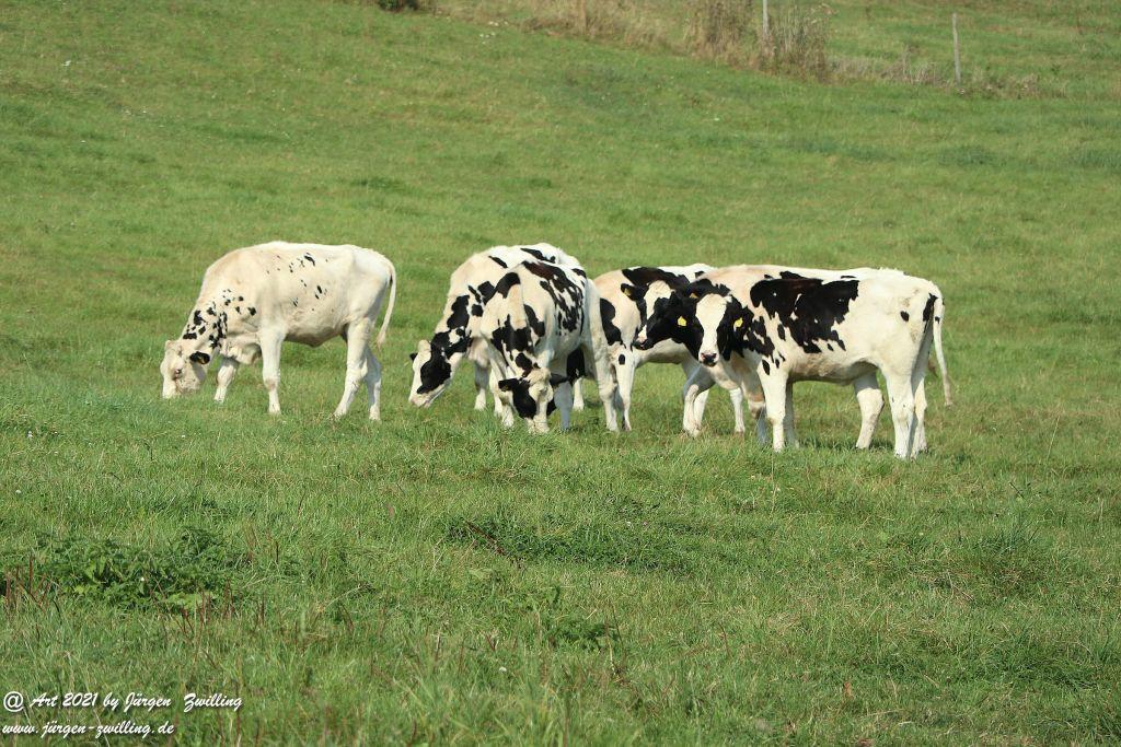 Philosophische Bildwanderung Vitaltour Um die Wüstung - Bockenauer Schweiz - Soonwald - Nahe