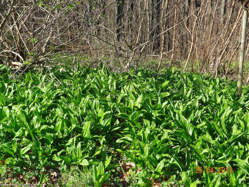 Philosophische Bildwanderung Traufgang-Felsenmeersteig