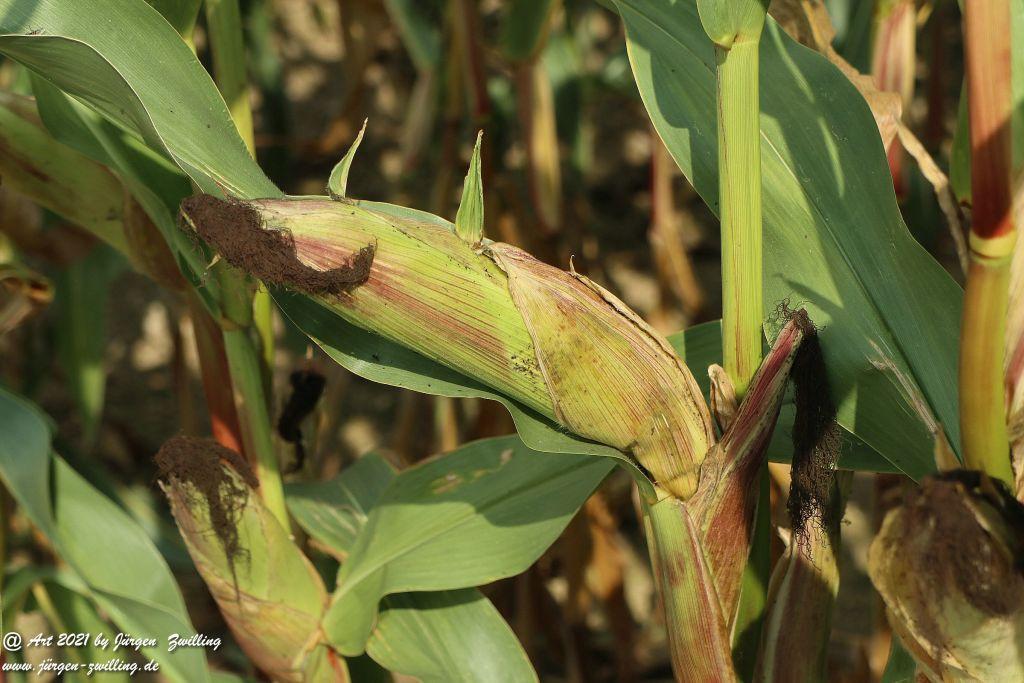Philosophische Bildwanderung Vitaltour Um die Wüstung - Bockenauer Schweiz - Soonwald - Nahe