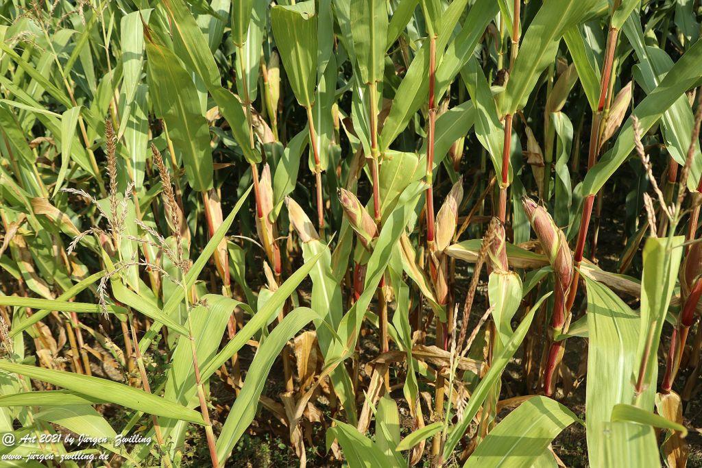 Philosophische Bildwanderung Vitaltour Um die Wüstung - Bockenauer Schweiz - Soonwald - Nahe