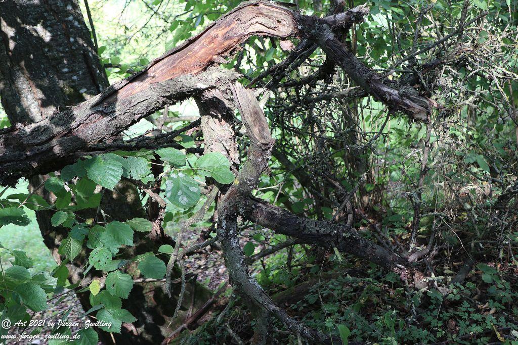 Philosophische Bildwanderung Vitaltour Um die Wüstung - Bockenauer Schweiz - Soonwald - Nahe