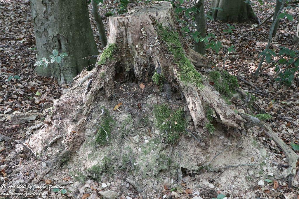 Philosophische Bildwanderung Vitaltour Um die Wüstung - Bockenauer Schweiz - Soonwald - Nahe