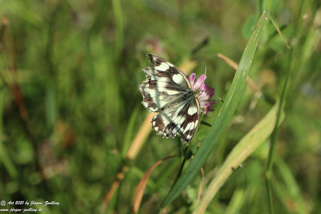 Marbled White butterfly - Bretzenheim - Nahe - Rheinhessen