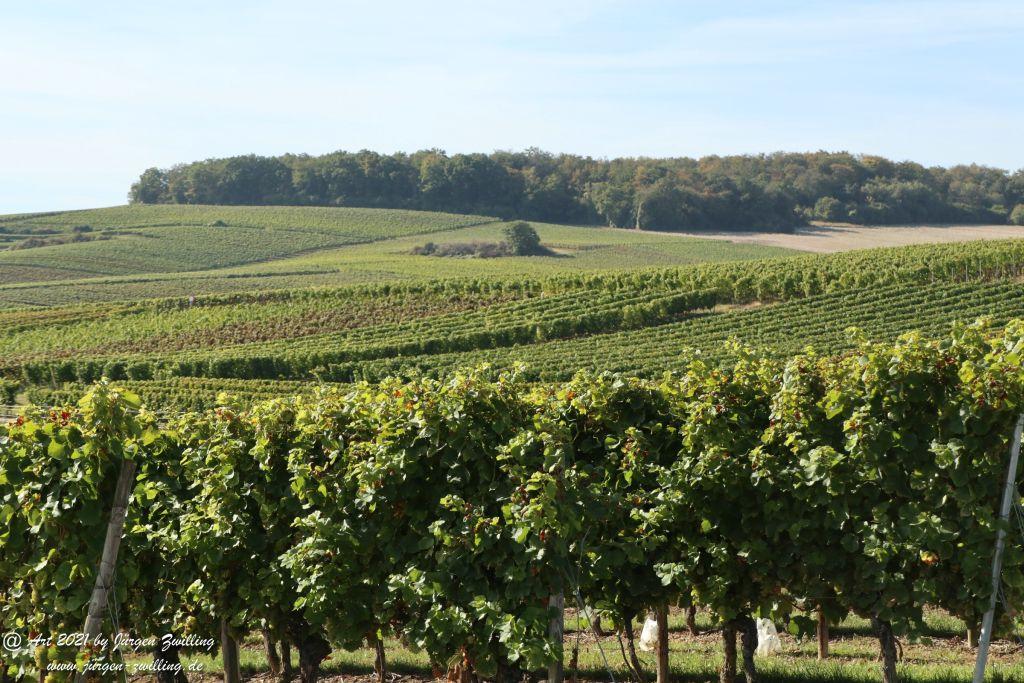 Oktober -Weinberge - Hackenheim - Rheinhessen