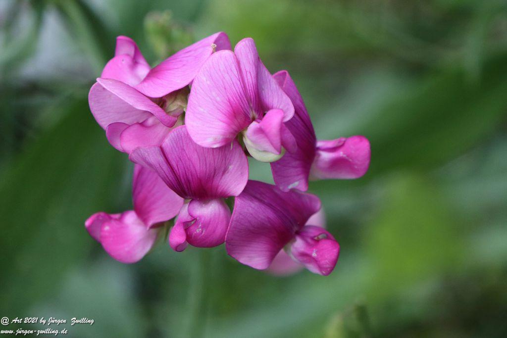 Knollen-Platterbse - Bretzenheim - Nahe - Rheinhessen