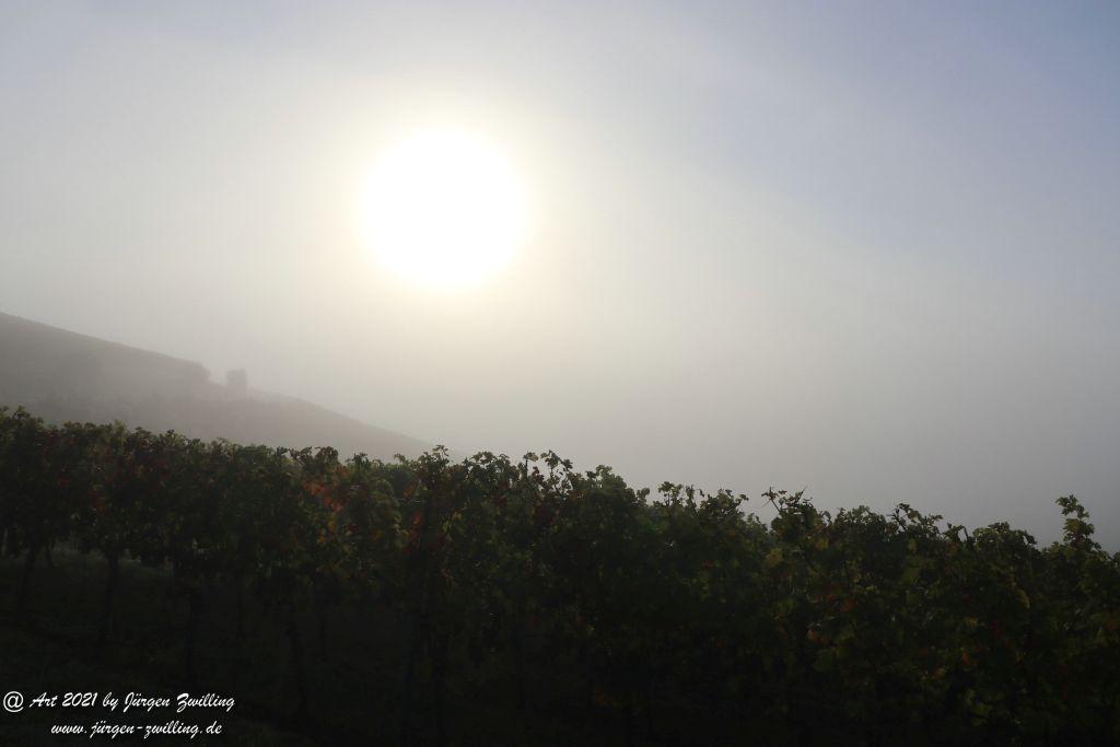 Nebel in den Weinberg von Hackenheim - Rheinhessen
