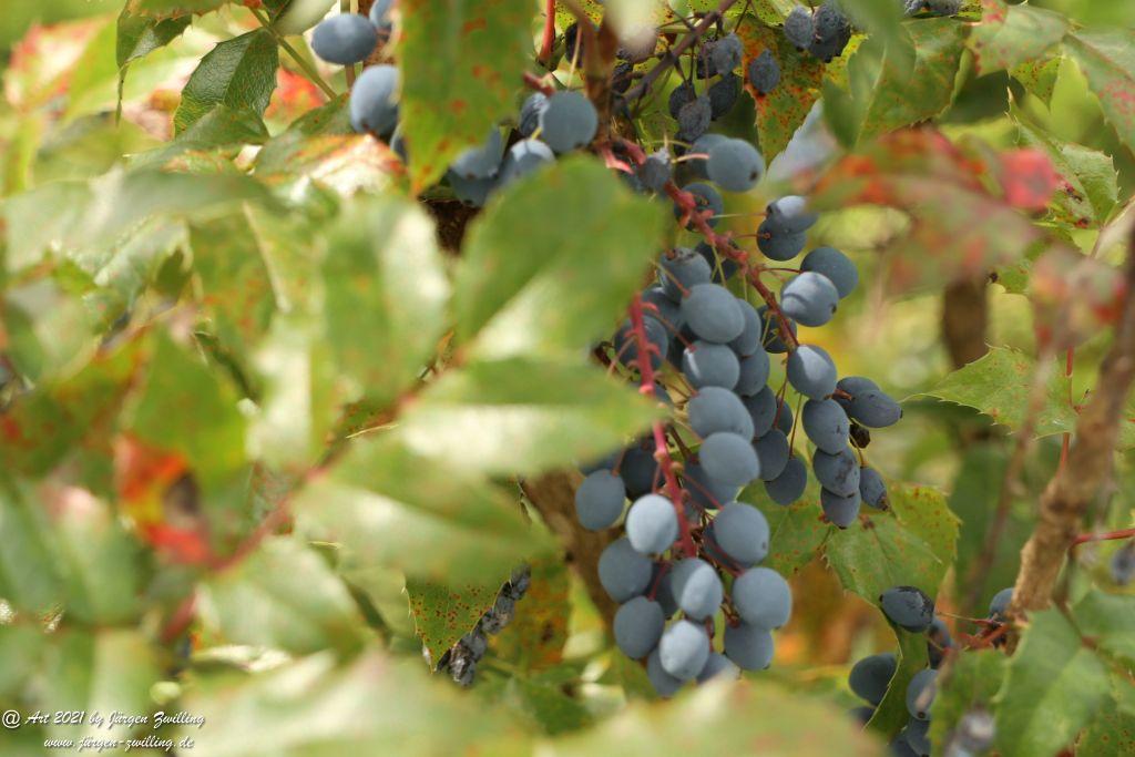 Creeping Oregon Grape Seeds - Hackenheim - Rheinhessen