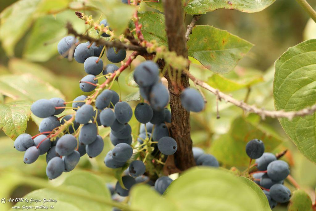 Creeping Oregon Grape Seeds - Hackenheim - Rheinhessen
