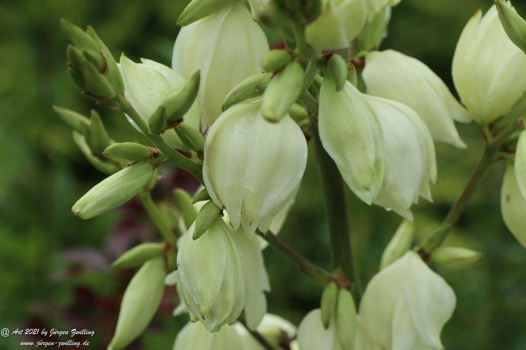 Yucca filamentosa, Palmlilie - Hackenheim - Rheinhessen