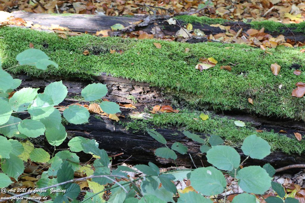 Philosophische Bildwanderung Hackenheim - Rheingrafenstein - Hackenheim - Rheinhessen - Nahe